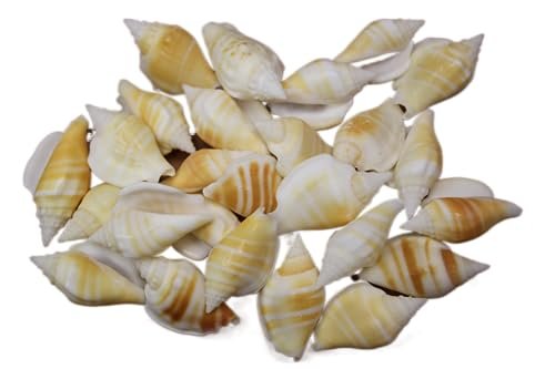 Strombus variabalis - A Member of The True Conch Shell